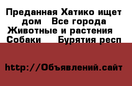 Преданная Хатико ищет дом - Все города Животные и растения » Собаки   . Бурятия респ.